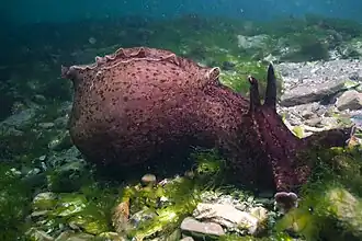 Gros individu d'Aplysia californica