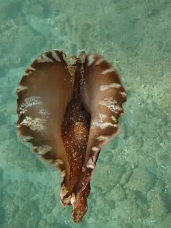 Aplysia fasciata en train de nager en pleine eau (vue du dessus)