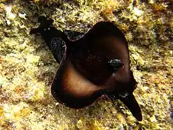Aplysia fasciata