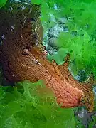 Aplysia gigantea