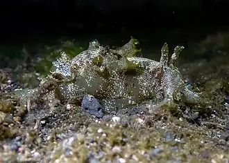 Aplysia oculifera, de nuit.