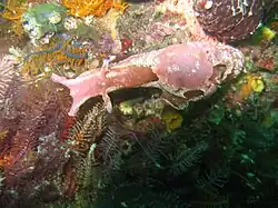Aplysia parvula