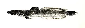 Description de l'image Apocryptichthys cantori Ford 62.jpg.