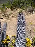 Karoo Desert National Botanical Garden Worcester, en Afrique du Sud.