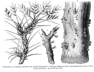 Description de l'image Apodanthaceae spp vMH377.jpg.