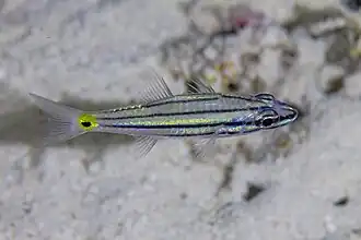 Description de l'image Apogónido (Cheilodipterus quinquelineatus), mar Rojo, Egipto, 2023-04-17, DD 150.jpg.