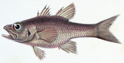 Apogon americanus