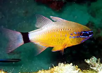 Ostorhinchus aureus