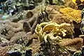 Apogon de Kaudern, aquarium Parc phœnix de Nice.