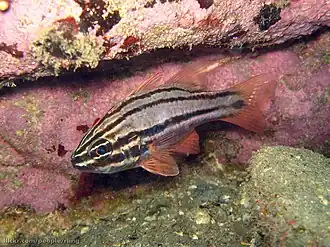 Apogon limenus