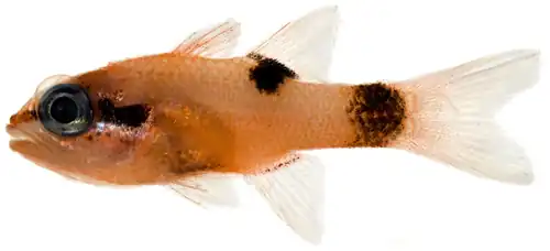 Apogon maculatus