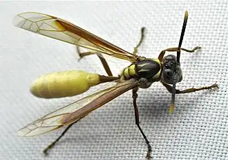 Apoica pallens