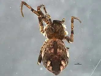 Description de l'image Apollophanes margareta 1.jpg.