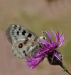 Papillon Apollon
