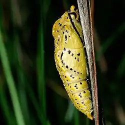 Chrysalide.