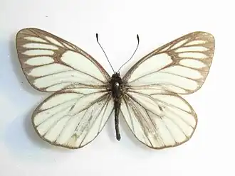 Description de l'image Aporiahippia.JPG.