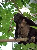 Singe hurleur à manteau au-dessus d'un sentier du lac Apoyo.