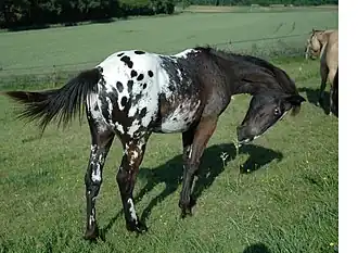 Spotted Blanket