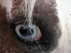 Yeux bleus.