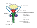 Anatomie vue de face