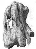 M : Quartum Dioscoridis alcyonium,
