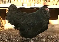 Poule appenzelloise barbue noire