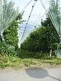 Bâche recouvrant une partie de la plantation