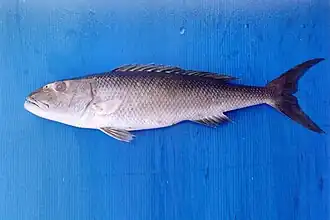 Spécimen pêché