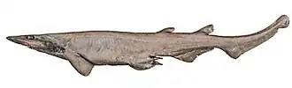Description de l'image Apristurus sinensis.jpg.