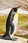 Nils Olav III en 2019.