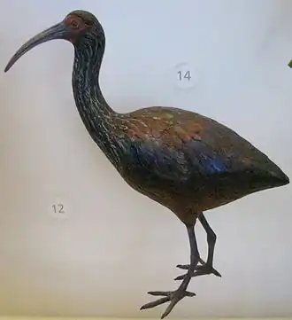Description de l'image Apteribis sp. (5212794163).jpg.