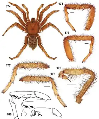 Description de l'image Aptostichus barackobamai.jpg.