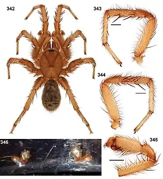 Description de l'image Aptostichus dorothealangeae 01.jpg.