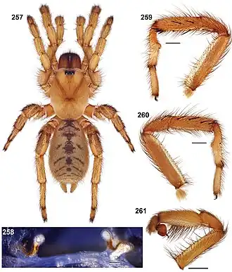 Description de l'image Aptostichus edwardabbeyi anatomy.jpg.