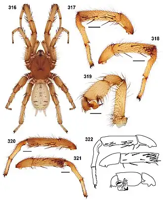 Description de l'image Aptostichus fisheri 01.jpg.