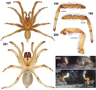 Description de l'image Aptostichus hedinorum anatomy.jpg.