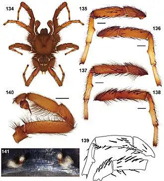 Description de l'image Aptostichus nateevansi anatomy.jpg.