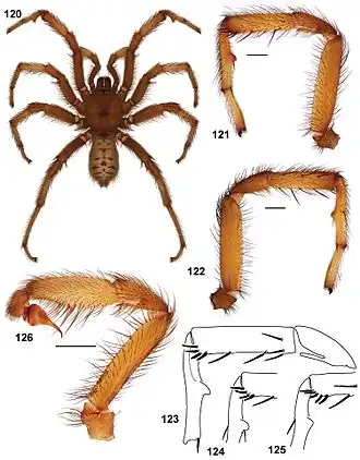 Description de l'image Aptostichus pennjillettei anatomy.jpg.
