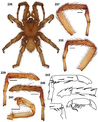 Description de l'image Aptostichus sarlacc anatomy.jpg.
