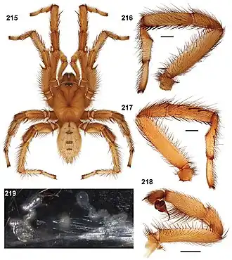 Description de l'image Aptostichus serrano anatomy.jpg.