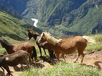 Chevaux et mules près de Cachora