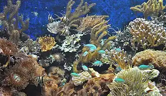 Aquarium marin.