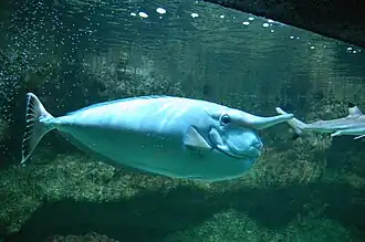 Description de l'image Aquarium tropical du Palais de la Porte Dorée - Naso annulatus2.jpg.