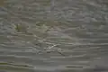 Aquarius adelaidis, Karnataka (Inde)
