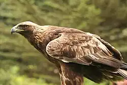 Aigle royal