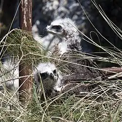 Deux aiglons gris n'ayant que du duvet, au milieu de branches.