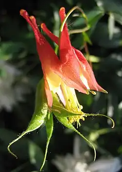 Fleur et gousse.