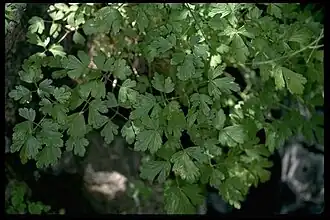 Description de l'image Aquilegia eximia.jpg.