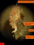 Arenicola marina. Néphrostome vu par la face ventrale et gonade.