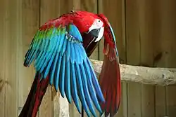 Ara chloroptère.